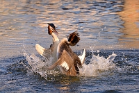 fuut (Podiceps cristatus) 4-2017 7542